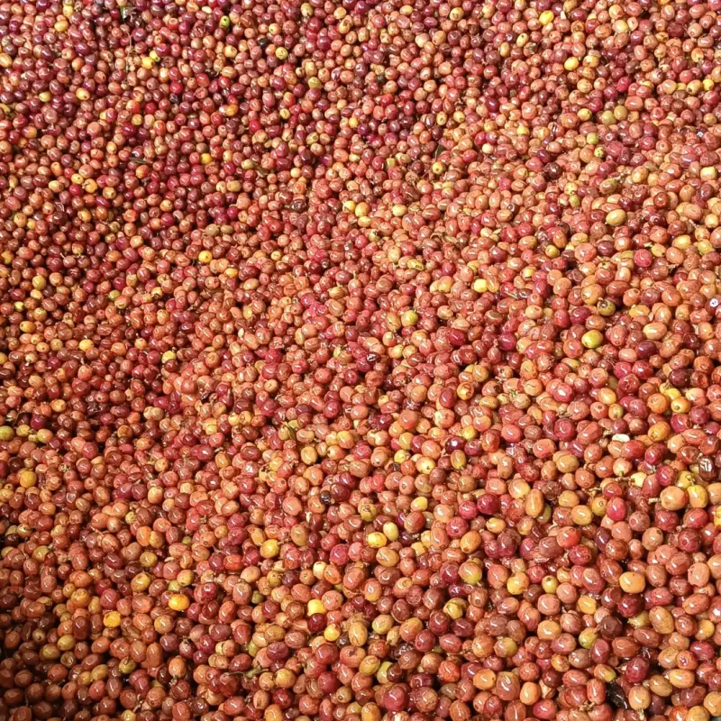 Cerezas maduras de café cultivadas en la finca familiar Café LonQui